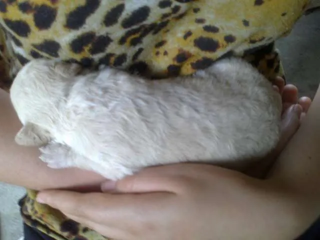 Cachorro raça pequena idade Abaixo de 2 meses nome Dengosa