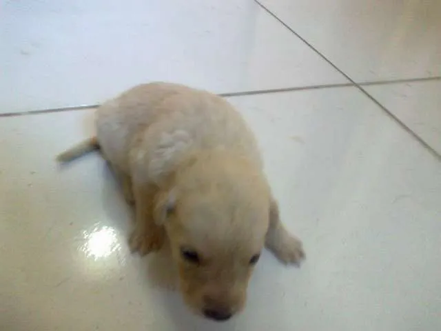 Cachorro raça pequena idade Abaixo de 2 meses nome Dengosa