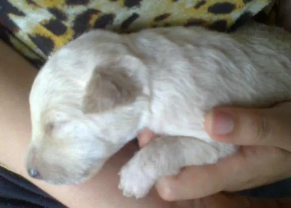 Cachorro raça pequena idade Abaixo de 2 meses nome Dengosa