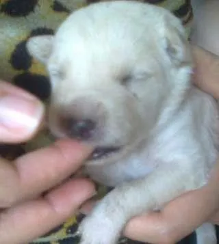 Cachorro raça pequena idade Abaixo de 2 meses nome Dengosa