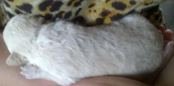 Cachorro raça pequena idade Abaixo de 2 meses nome Dengosa