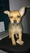 Brisa