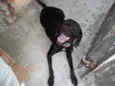 Pretinha