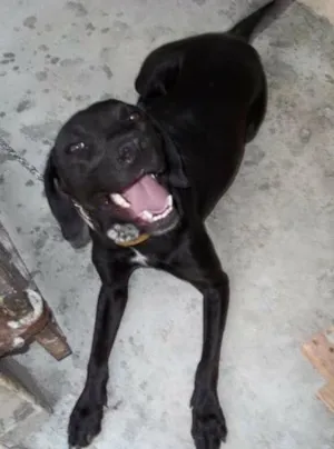 Cachorro raça SRD idade 3 anos nome Pretinha