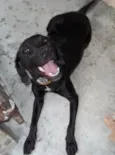 Pretinha