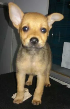 Cachorro raça SRD idade Abaixo de 2 meses nome Brisa