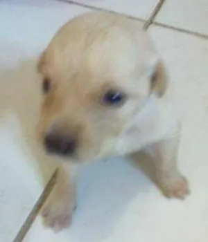 Cachorro raça pequena idade Abaixo de 2 meses nome Dengosa