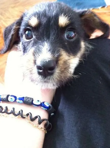 Cachorro raça SRD idade 2 a 6 meses nome Pretinha
