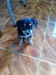 Pretinha