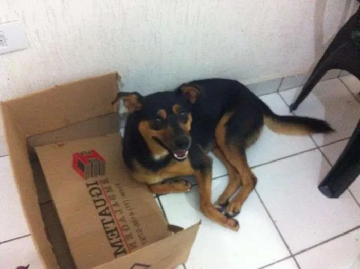 Cachorro ra a SRD idade 2 anos nome bonito