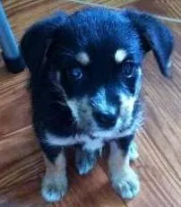 Cachorro raça SRD idade 2 a 6 meses nome Pretinha