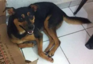 Cachorro raça SRD idade 2 anos nome bonito