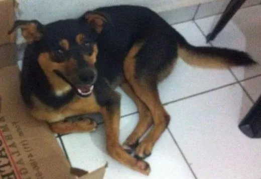Cachorro ra a SRD idade 2 anos nome bonito