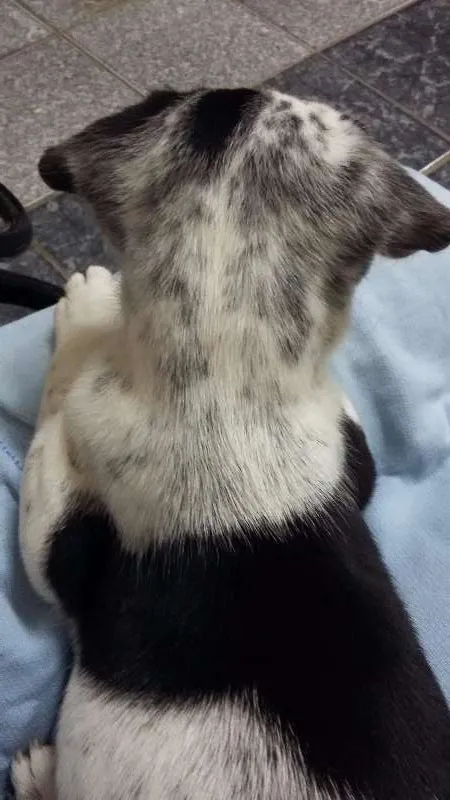 Cachorro ra a SRD idade 2 a 6 meses nome Meg
