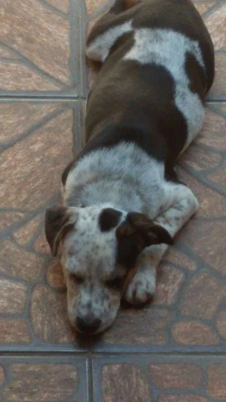 Cachorro ra a SRD idade 2 a 6 meses nome Meg