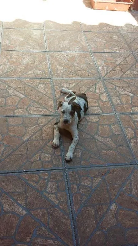 Cachorro ra a SRD idade 2 a 6 meses nome Meg