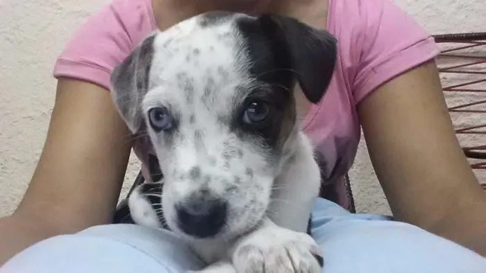 Cachorro ra a SRD idade 2 a 6 meses nome Meg