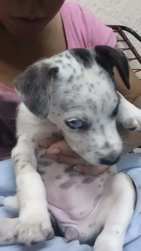 Cachorro ra a SRD idade 2 a 6 meses nome Meg
