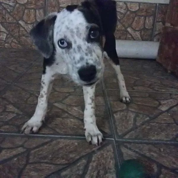 Cachorro ra a SRD idade 2 a 6 meses nome Meg