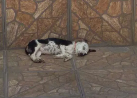 Cachorro ra a SRD idade 2 a 6 meses nome Meg