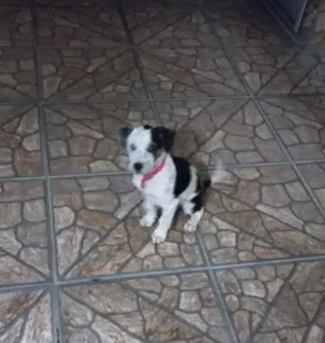 Cachorro ra a SRD idade 2 a 6 meses nome Meg