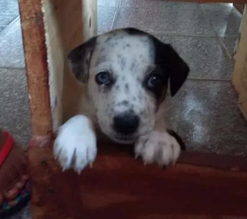 Cachorro ra a SRD idade 2 a 6 meses nome Meg