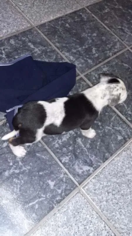 Cachorro ra a SRD idade 2 a 6 meses nome Meg