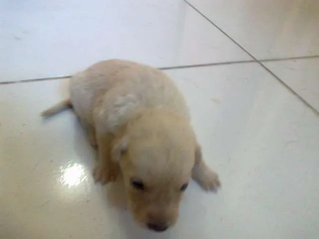 Cachorro raça pequena idade Abaixo de 2 meses nome Dengosa