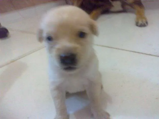 Cachorro raça pequena idade Abaixo de 2 meses nome Dengosa