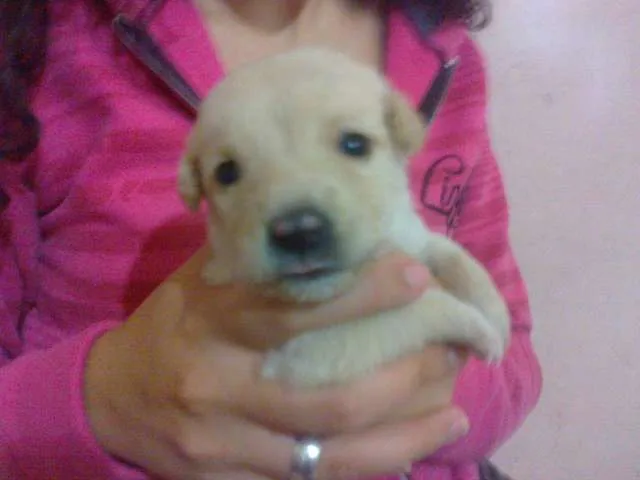 Cachorro raça pequena idade Abaixo de 2 meses nome Dengosa