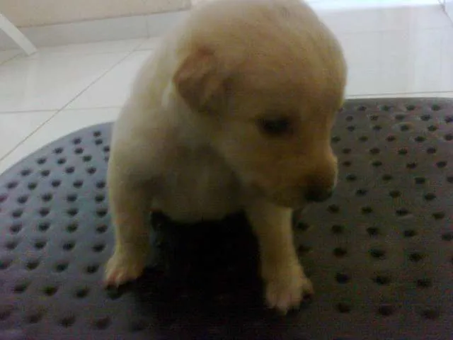 Cachorro raça pequena idade Abaixo de 2 meses nome Dengosa