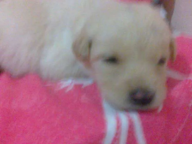 Cachorro raça pequena idade Abaixo de 2 meses nome Dengosa