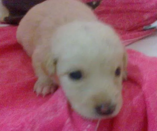 Cachorro raça pequena idade Abaixo de 2 meses nome Dengosa