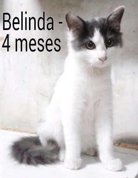 Gato ra a SRD idade 2 a 6 meses nome Belinda