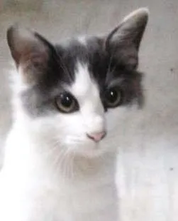 Gato raça SRD idade 2 a 6 meses nome Belinda