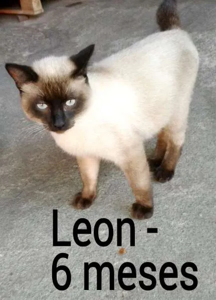 Gato ra a SRD idade 2 a 6 meses nome Leon