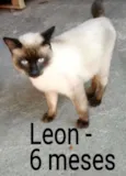 Leon