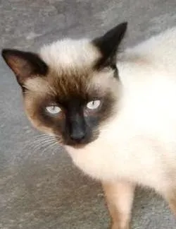 Gato ra a SRD idade 2 a 6 meses nome Leon