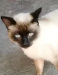 Leon