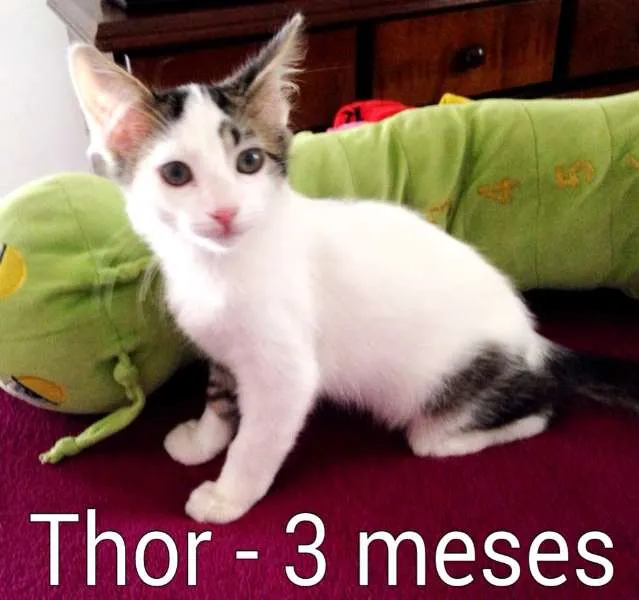 Gato ra a SRD idade 2 a 6 meses nome Thor