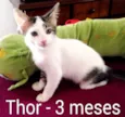 Thor