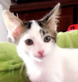 Gato ra a SRD idade 2 a 6 meses nome Thor