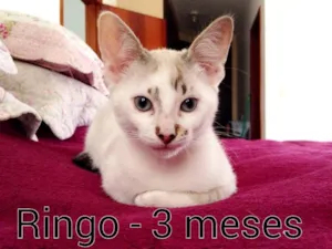 Gato raça SRD idade 2 a 6 meses nome Ringo