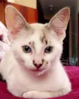 Ringo