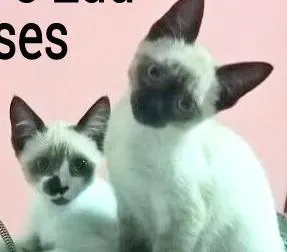Gato ra a SRD idade 2 a 6 meses nome Dudu e Edu