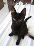 Perseu