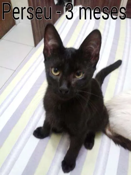 Gato ra a SRD idade 2 a 6 meses nome Perseu