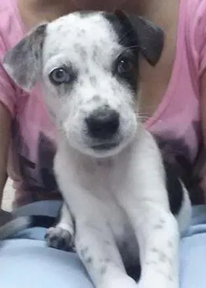 Cachorro raça SRD idade 2 a 6 meses nome Meg