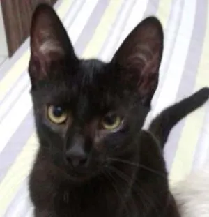 Gato raça SRD idade 2 a 6 meses nome Perseu