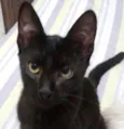 Perseu